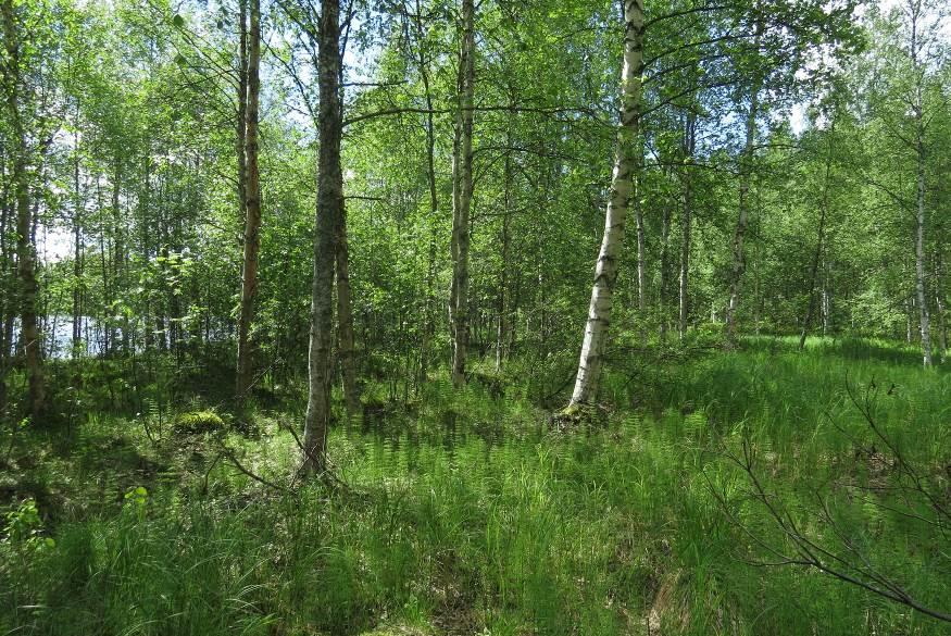 Kuva 19 Halkolammen lounaisosan nevarämettä.