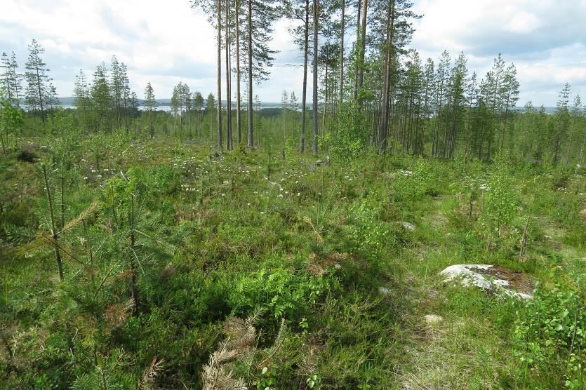 5 Inventointialueen pohjoisosassa sekä Patojärven rannat ovat kasvatusmetsää ja paikoin on uudistuskypsäämetsää.