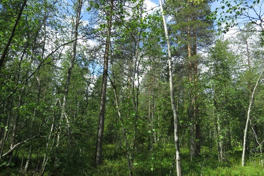 uudistuskypsäämetsää (Kuva 2). Kuva 2:n soistuvalla tuoreella kankaalla on koivumaalahopuuta noin 5 m³/ha.
