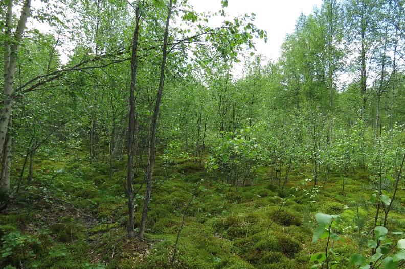 6 Hiidenlammen pohjoispuolella oleva ojitusalue kasvaa keski-ikäistä mäntyä. Alakankaiden pohjoispäässä on myös vanha peltoalue, joka on alkanut metsittymään ja soistumaan.