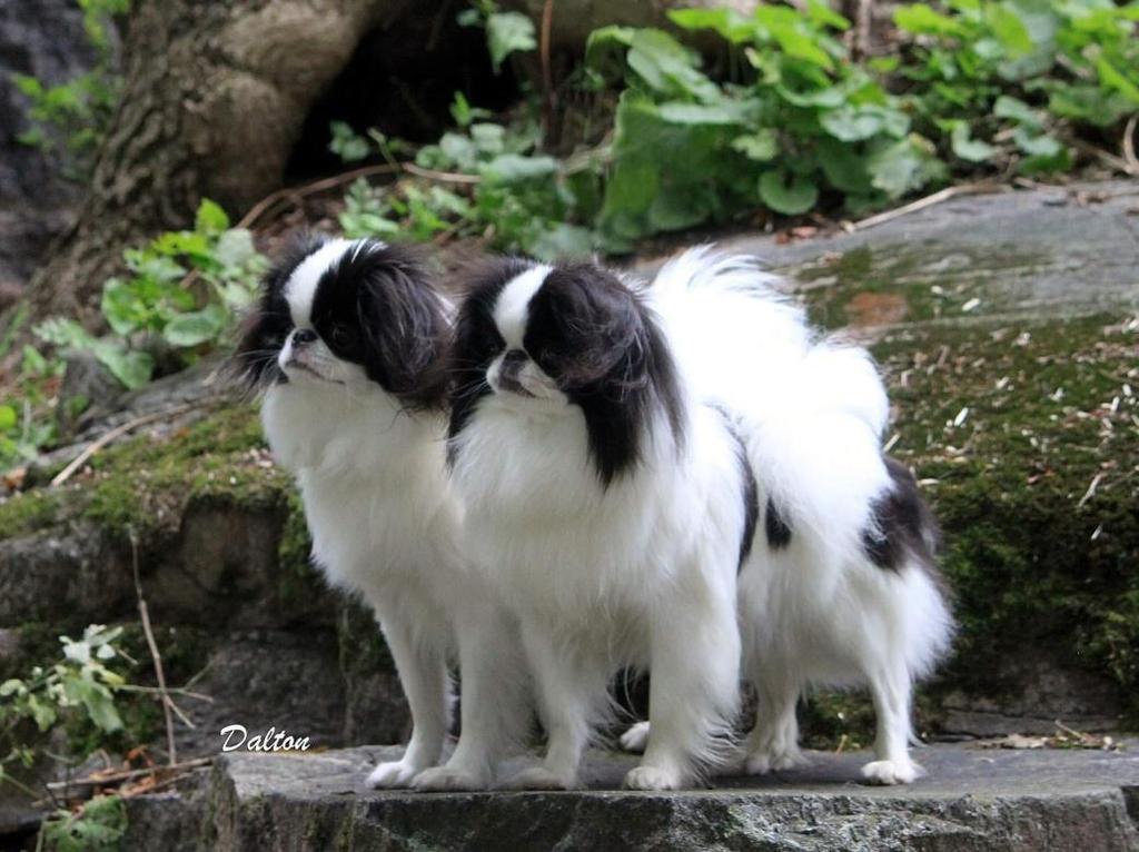 VUOSIKIRJA 2013 JAPANESE CHIN