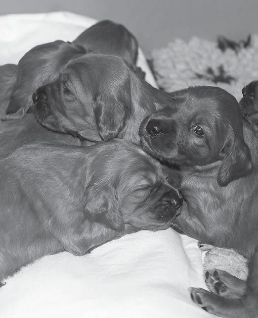 Pentuepalsta Englanninsetteripentueet KENNEL Sänkipellon http://sankipellon.webs.