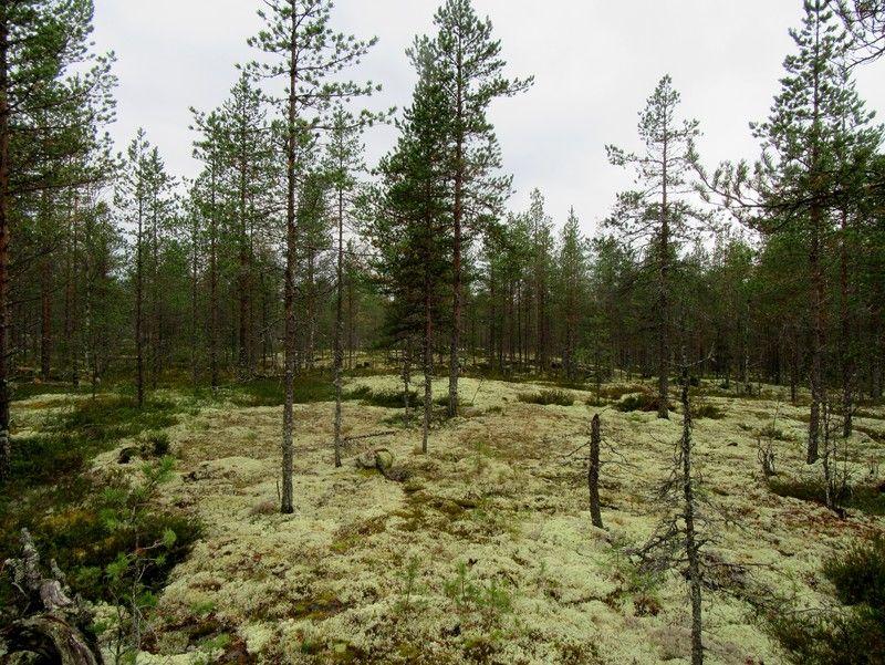 15 Kuva 8. Voimalapaikka 16 kuvattu pohjoiseen. Kuivahko kangas, jossa on pieniä kallioesiintymiä. Erirakenteista metsää. Kuva 9. Voimalapaikka 20 kuvattu pohjoiseen.