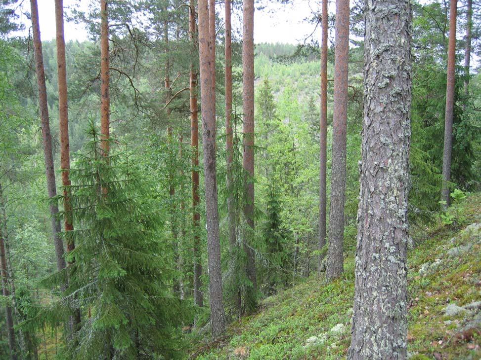 Pohjavesialueen rakenneselvitys 5 Janakkala, Tanttala Kuva 2. Jyrkkärinteistä suppamaastoa Heinälukkojen alueella. Baltian jääjärvivaiheen aikana tutkimusalue oli veden alla.