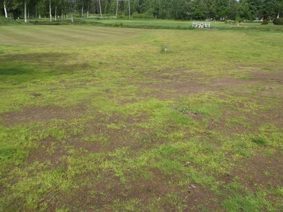 Viheriö 8 oli hyväkuntoinen ikään ja leikkuukorkeuteen nähden. Avaamista suunniteltiin jo 2 viikon kuluttua, on mahdollista huolellisesti toimien.