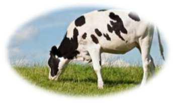 Tiineys% 45 lehmävasikkaa/100 hiehoa Normaali siemen Seksattu siemen 82 lehmävasikkaa/100 hiehoa