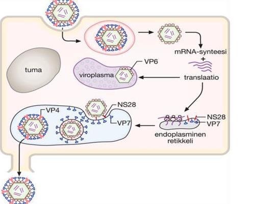 4 Kuvassa 2 on esitetty viruksen lisääntyminen kaavakuvana. Viruksen lisääntyessä vain ulommainen proteiinikuori (VP7) irtoaa ja RNA-synteesi tapahtuu kapsidin sisällä.