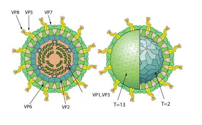 2 2 Rotavirus Rotavirusta esiintyy kaikkialla maailmassa sekä maaperässä että vesistössä. Se kuuluu Reoviridae-heimoon ja on kaksijuosteinen RNA-virus.