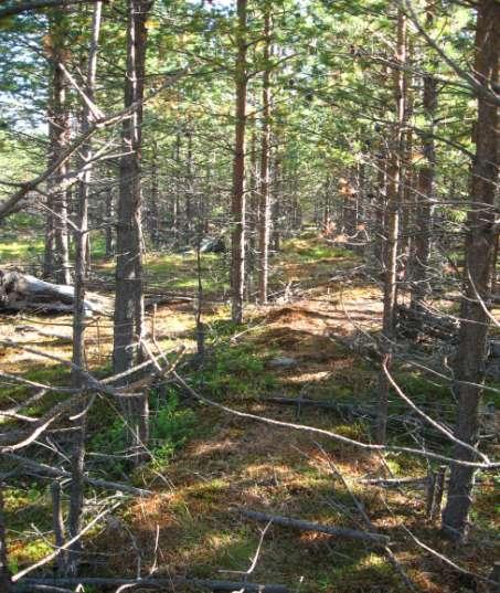 31 tus yhdistettynä kylvöön näyttäisi tuottavan hyvän taimikon ilman maanmuokkausta. Omassa työssänikin sillä saavutettiin toiseksi paras ketju heti äestyksen jälkeen.