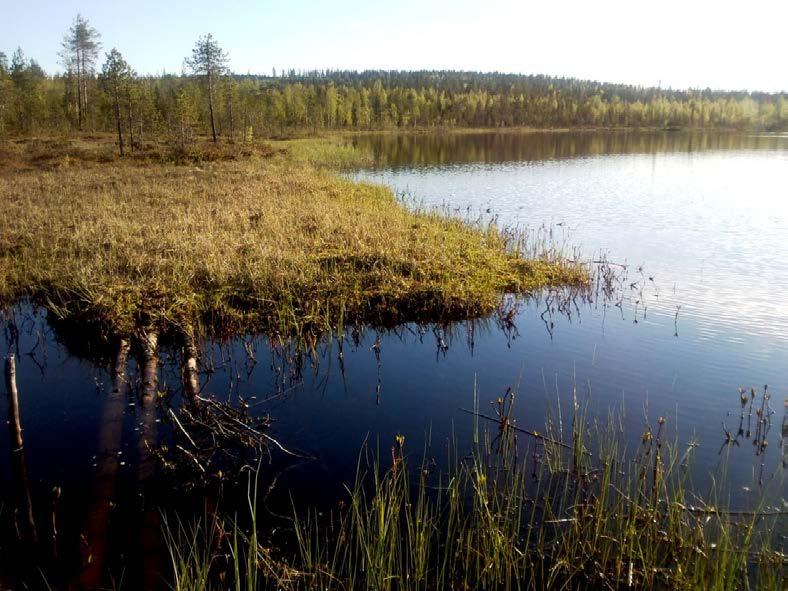 LAPIN VESITUTKIMUS OY 4. Yhteenveto Kolarin Ristimellanjänkälle suoritetiin pienimuotoinen linnustoselvitys alkukesästä 2012.