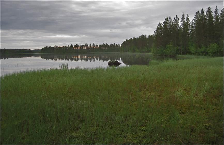 10 Kuva 8. Kellojärven topografialtaan tasaista Saunarannan aluetta. Etualalla luhtaista lahdelmaa. Alue on verraten nuorta mäntyvaltaista turvekangasta. Kuvat 9ab.