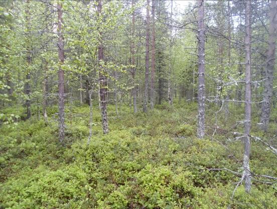 Maapuita tai pystypökkelöitä ei esiinny. Kun siirrytään eteläiselle Kellojärven osa-alueelle, on kasvillisuus laajalti rämettä.