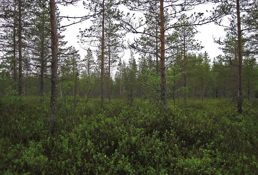 11 Kuva 10. Nuorta mäntyvaltaista rämettä tai paikoin myös turvekangasta Kellojärven keskioista. Maapuita tai pystypökkelöitä ei esiinny. 3.