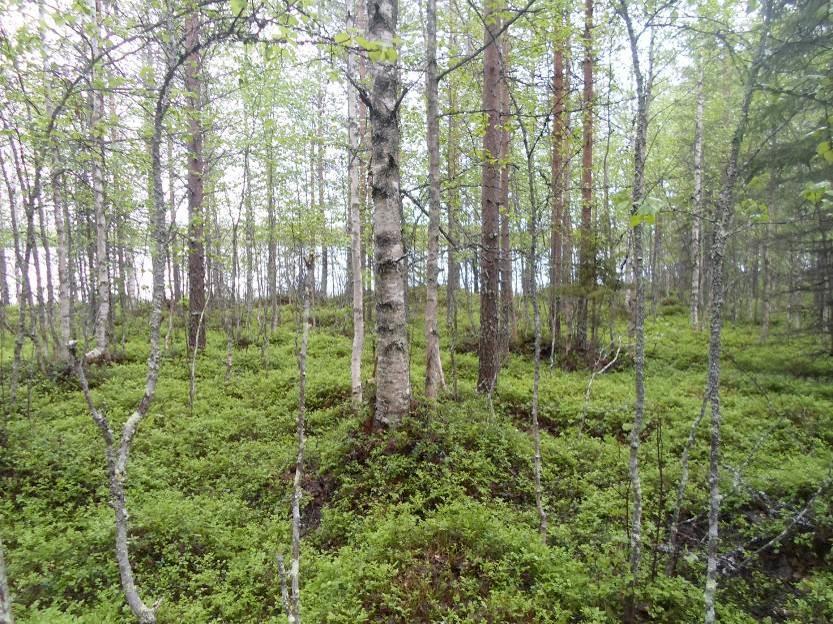 Vasemmalla Pikku Kellojärven topogfialtaan tasaista länsirantaa. Pohjois- ja luoteisrannat ovat soistuneet ja alue on ojitettua turvekangasta.