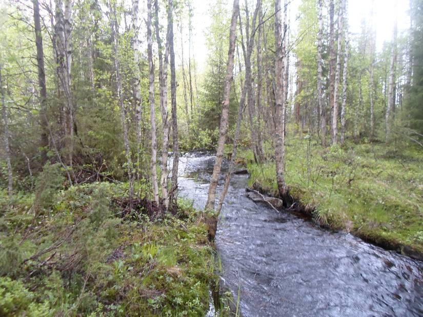 6 3.2 Vesialueet ja vesistöt Pientä Saukkojärveä ja Saukkojärveä yhdistävä Välijoki on luonnontilainen ja sen lähialue on paikoin korpimainen ja rehevä (ks. kansikuva ja kuva 3).