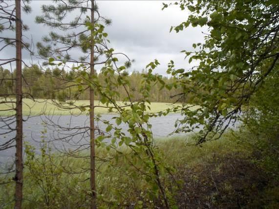 Inventointi aloitettiin pohjoisesta paikallistieltä ja rantavyöhykettä pitkin kuljettiin aina etelään Kellojärven Saukkosuolle asti.