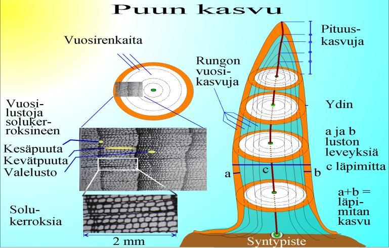 VERSIO 8.6.2011/KM 3.1. MITÄ TIEDÄ MME ILMÄSTON MUUTOKSISTÄ JÄ NIIDEN SYISTÄ PUU- LUSTOJEN JÄ MUIDEN PROKSITIETOJEN POHJÄLTÄ?