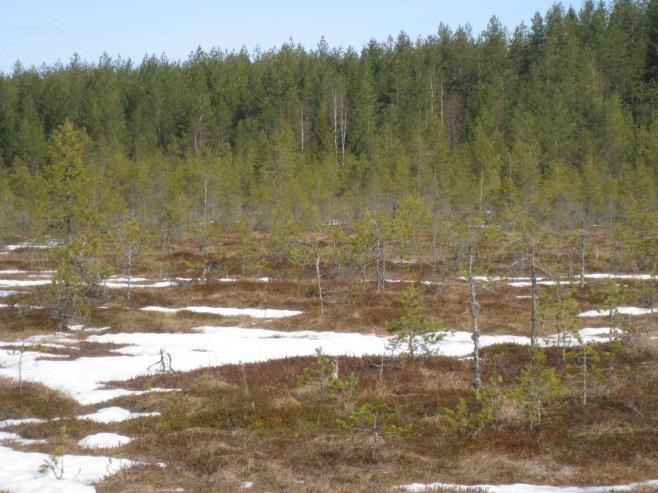 2 Korkeamaa Korkeamaan alueella potentiaalisia riekkojen lisääntymisympäristöjä havaittiin useita (liite 1). Näistä Ristikankaan itäpuolisella avosuoalueella havaittiin kahden nuoren riekon jäänteet.