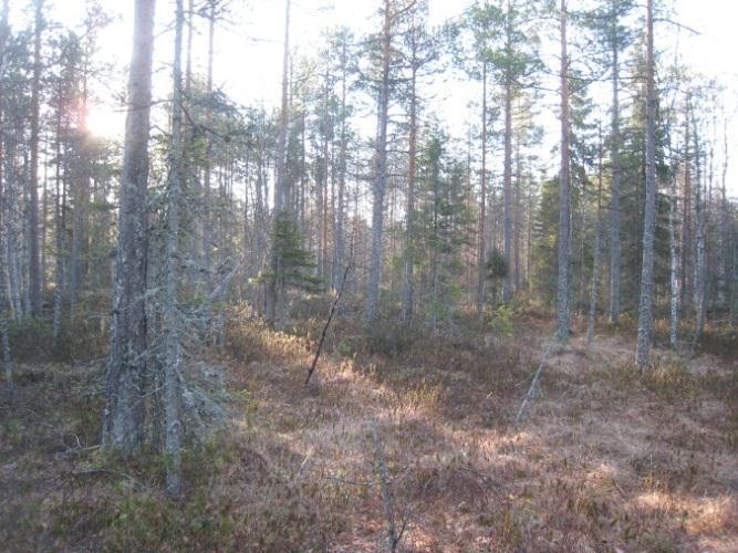 kaksi kukkoa äänessä omilla reviireillään melko kaukana toisistaan.