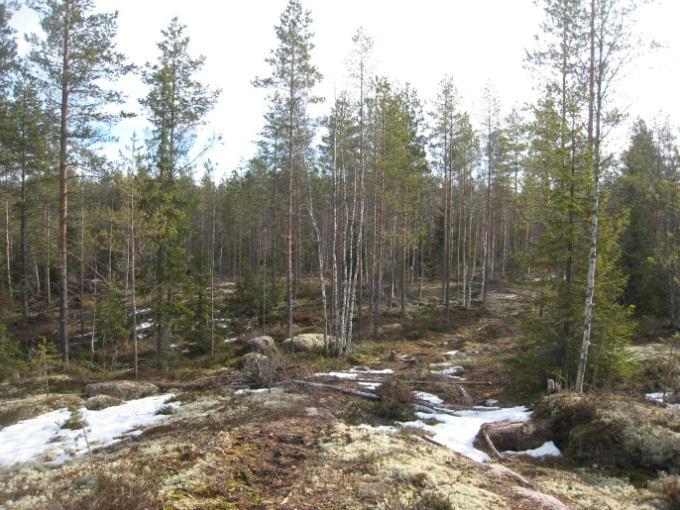 , jolloin paikalta laskettiin neljä omilla reviireillään soivaa kukkoa.