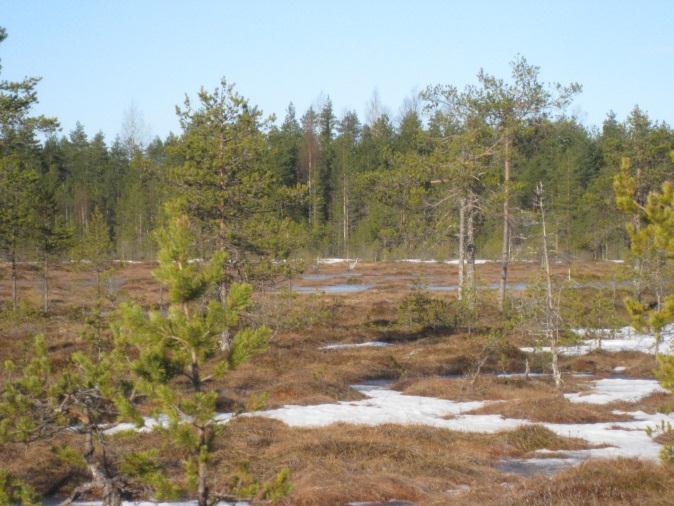 3.3 Tulokset 3.3.1 Pesola Pesolan alueella havaittiin soidinpaikka Lypsinnevan läheisyydessä (liite 1). Soidinpaikkana oli pieni hakkuuaukea.