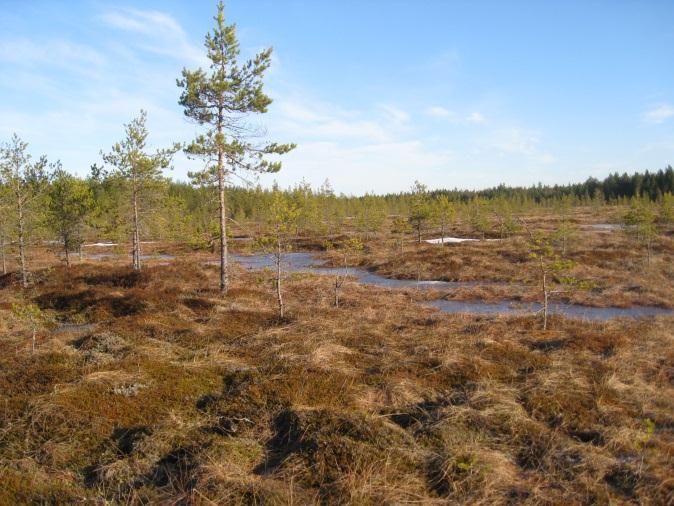 Teeret havaittiin usein alueen puissa ja viereisellä turvetuotantoalueella.