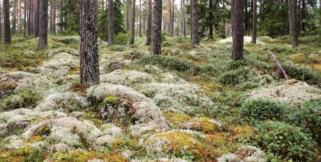 2. Kaatajanvuoren rantavallit Kaatajanvuoren eteläisellä rinteen muinaisia rantavalleja.