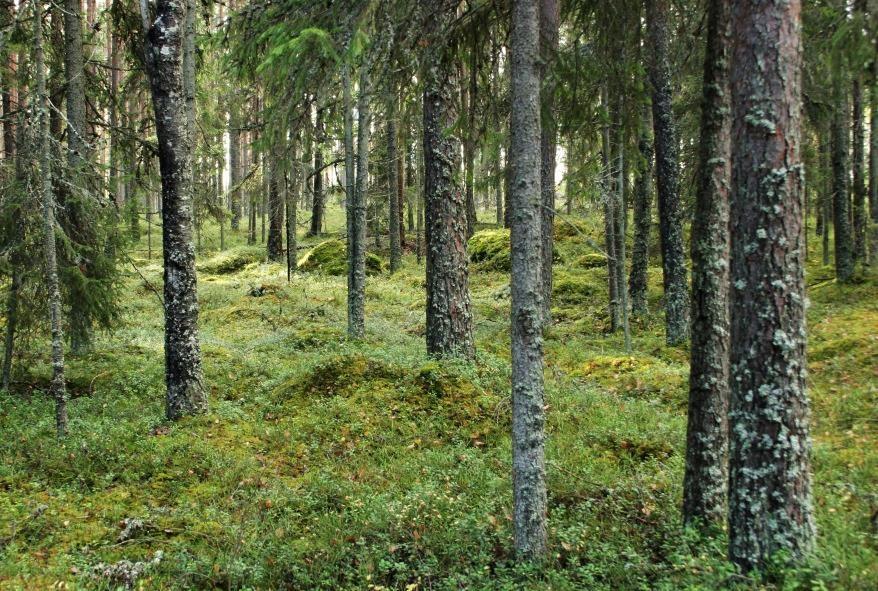 kivikkoa ja louhikkoa eikä kalliopaljastumia ole näkösällä.