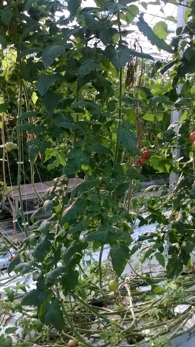 Tomaatin viljelyn viherbiomassat paljonko syntyy Yhden tomaattikasvin viherbiomassamäärät case: Lepaan puutarha Esimerkkikasvihuone: Lepaan puutarha, Hattula Tomaatin viljelyala, v.