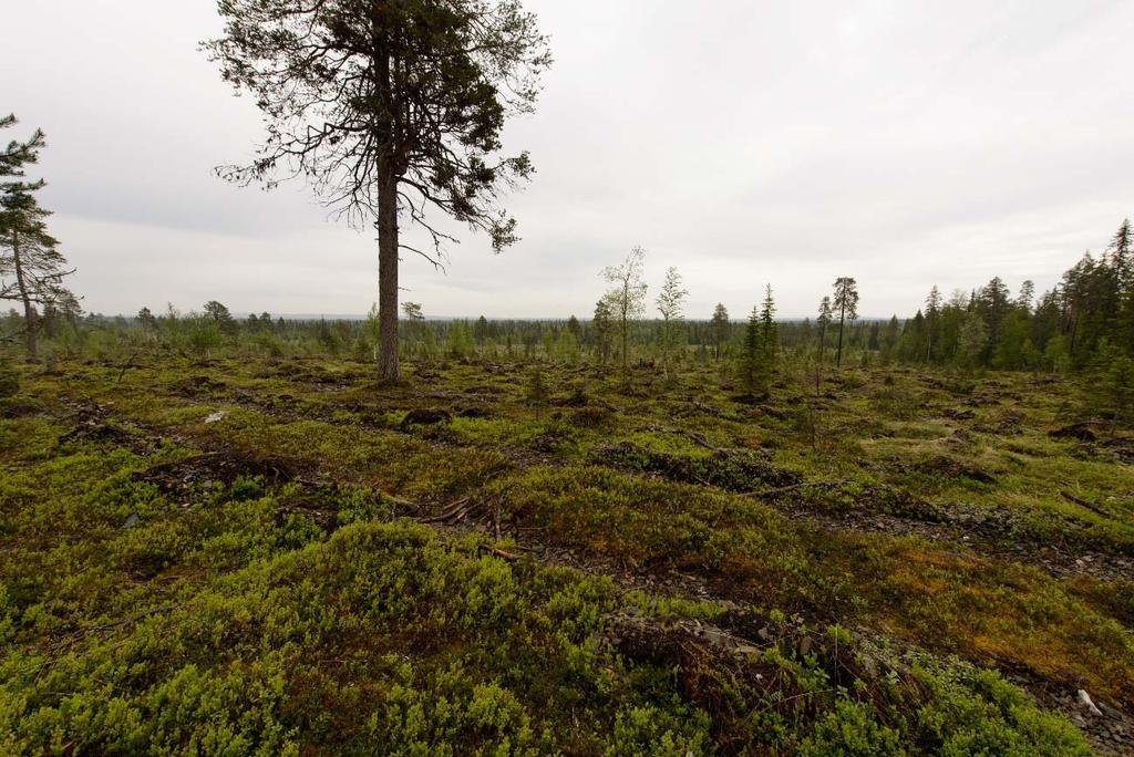 5 Maisemaa Iso Kuotkon eteläpuolella, johon on