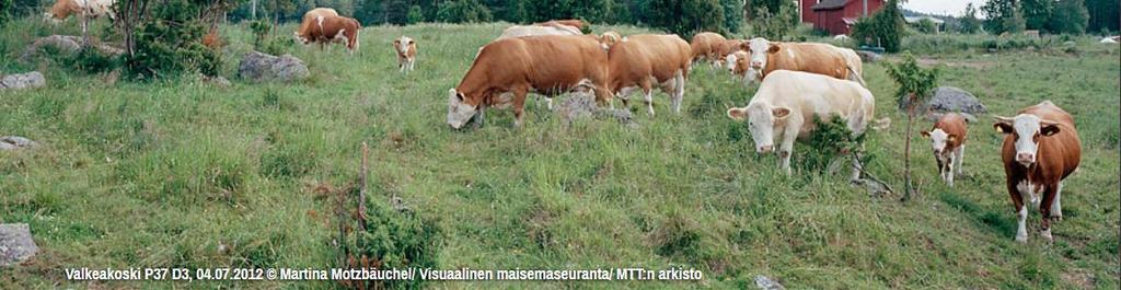 Perinnebiotoopit ovat arvokas osa maaseutuamme Perinteisen laidunnuksen tai niiton synnyttämiä avoimia tai puoliavoimia elinympäristöjä.