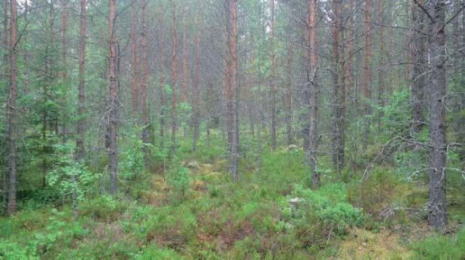Alueella kasvaa myös nuokkutalvikkia.