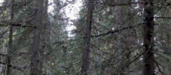 7 Tuulivoimala 03 Tuulivoimala sijoittuu kuivahkolle kankaalle metsäautotien välittömään läheisyyteen.