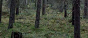 Voimalalle rakennettava tie kulkee vanhaa tienpohjaa pitkin.