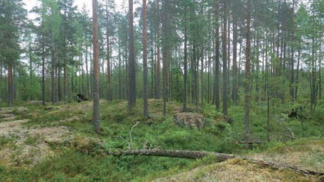 Kenttäkerroksen kasvillisuuteen kuuluvat kanerva, metsämaitikka sekä puolukka.