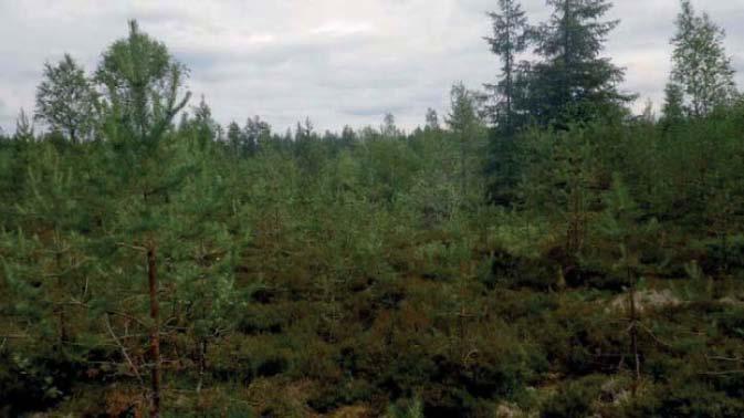 10 Tuulivoimala 5 Tuulivoimala sijoittuu hiekkakentälle metsäautotien välittömään läheisyyteen. Hiekkakentän ympärillä kasvaa kuivaa mäntytaimikkoa.