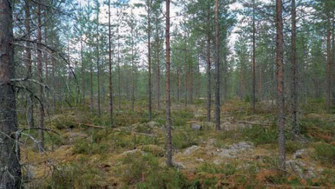 11 Tuulivoimala 7 Tuulivoimala ja suunnniteltu tielinja sijoittuvat nuoreen harvennettuun, louhikkoiseen kuivaan (CT) männikköön.
