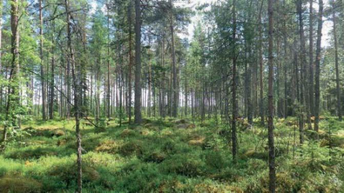 Kuva 2-16 Tuulivoimalan 7 suunniteltu rakentamispaikka Tuulivoimala 8 Tuulivoimala sijoittuu varttuneelle kuivahkolle (VT) mäntykankaalle.