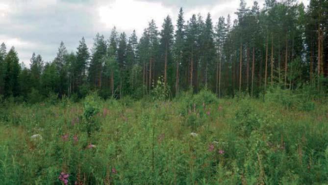 12 Tuulivoimala 9 Tuulivoimala ja sielle suunniteltu uusi tielinja sijoittuvat Louhukankaan kivikkoiseen puolukkatyypin CT-mäntytaimikkoon. Kenttäkerroksen valtalaji on kanerva.