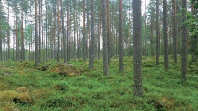 13 Tuulivoimala 11 Tuulivoimala sijoittuu varttuneeseen kuivahkoon (VT) männikköön. Harvassa pensaskerroksessa on katajaa, pihlajaa ja kuusta.