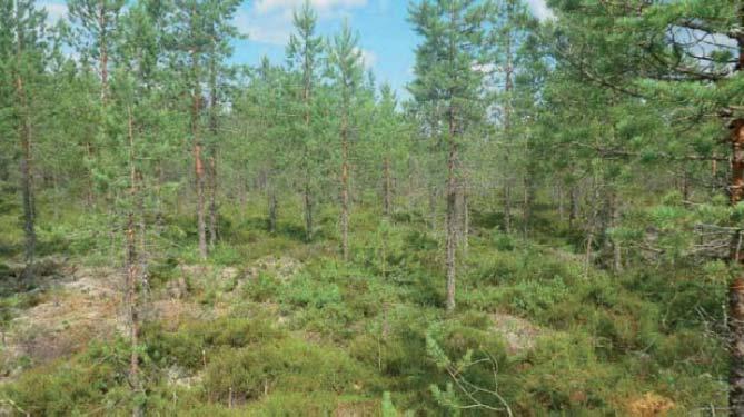 14 Tuulivoimala 13 Tuulivoimala sijoittuu varttuneeseen avoimeen MT-männikköön, jossa kasvaa joitakin sekakuusia.