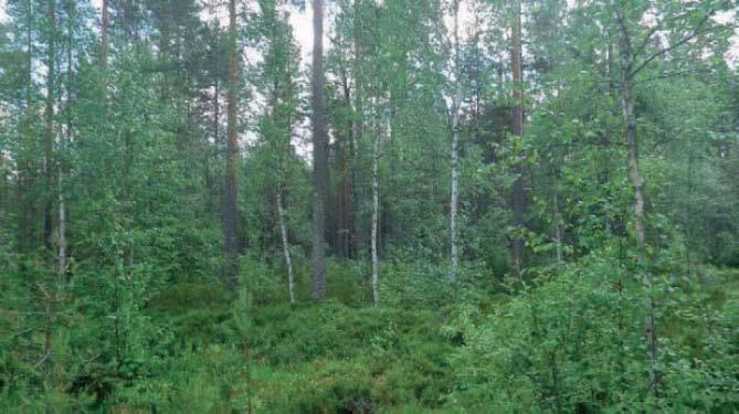 15 Tuulivoimala 15 Tuulivoimala ja sille suunniteltu uusi tielinja sijoittuvat kivikkoiseen kuivahkoon (VT) mäntytaimikkoon.
