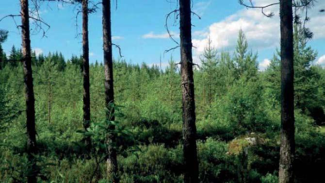 16 Tuulivoimala 17 Tuulivoimalalle vievä tie kulkee pääosin aiemmin mainitussa haapa- ja kuusivaltaisella kuviolla, jolla esiintyy myös lahopuustoa (Virhe. Viitteen lähdettä ei löytynyt.).