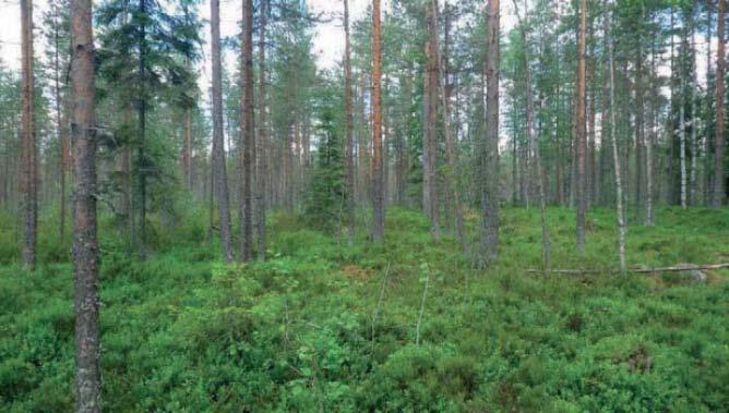 Kuva 2-26 Tuulivoimalan 17 suunniteltu rakentamispaikka Tuulivoimala 18 Tuulivoimalalle suunniteltu tie kulkee puoliksi vanhaa tienpohjaa pitkin ja loppuosa sijaitsee rakentamispaikan kaltaisessa