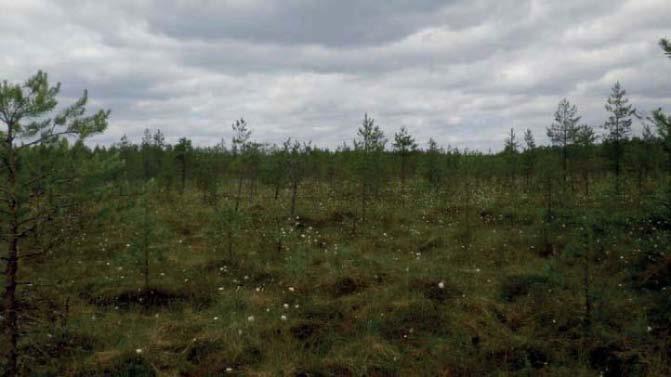 4 Alueen keskiosissa sijaitseva uoma on luonnontilainen ja siten vesilain 11 :n mukainen kohde. Uomaa ympäröi varttunut, kostea mustikkatyypin kuusikko.