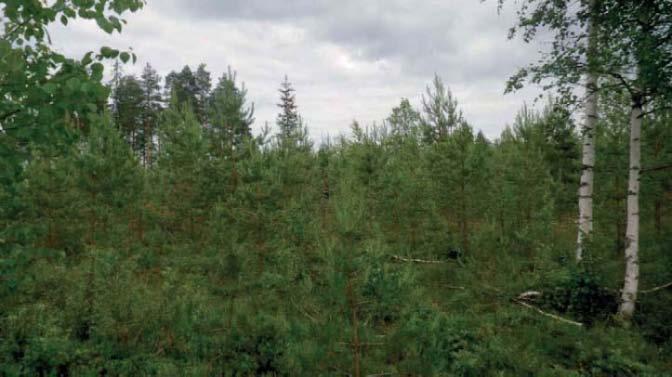 6 2.4 Tuulivoimaloiden rakentamisalueet Tuulivoimala 01 Tuulivoimala ja sille johtava huoltotieyhteys sijoittuvat käytöstä poistuneelle turvetuotantoalueelle, joka on nykyisin heinittynyt.
