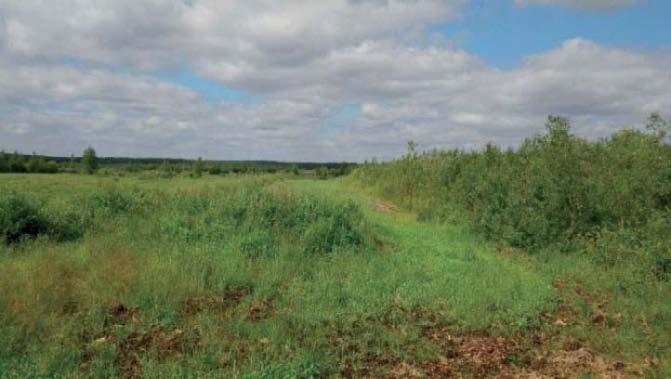 puolukka, kanerva sekä metsäkastikka, pohjakerroksessa seinäsammal.