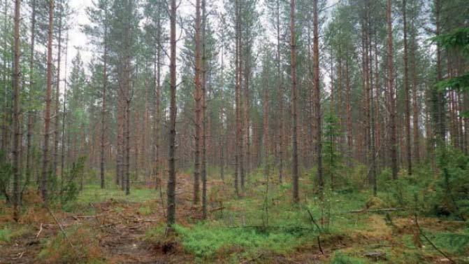 10 Tuulivoimala 5 Tuulivoimala sijoittuu Lehdonsaari-nimiselle metsäsaarekkeelle. Voimalanpaikalla on alaharvennettua kuivahkoa (VT) männikköä sekä myös vanhempaa mäntymetsää.