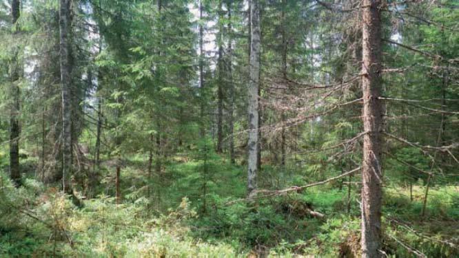 Kuva 2-17 Tuulivoimala 9 Tuulivoimala 10 Tuulivoimala sijoittuu metsäautotien läheisyyteen, mustikkatyypin (MT) kuusivaltaiseen