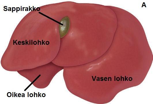 12 Kuva 4. Hiiren maksa edestä (A) ja takaa (B) verrattuna ihmisen maksaan (C ja D) (Rogers & Dintzis 2012).